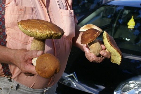 Jurčki na Goričkem že rastejo!